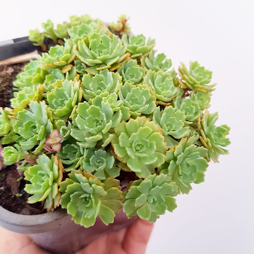 Plant - Sedum Unknown