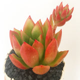 Collector's Succulent Plant Stoneware Pot