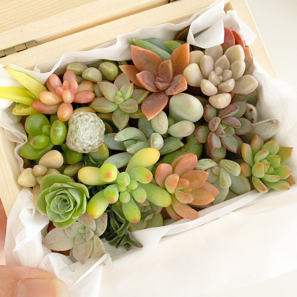 Assorted Succulent Cuttings (Miniatures) Wooden Gift Box