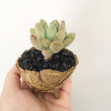 Collector's Succulent Plant Stoneware Pot