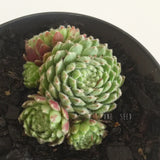 Plant - Sempervivum Hairy Balls