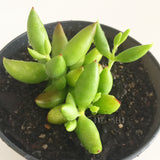 Plant - Unknown