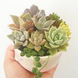 Assorted Succulent Garden Pastel Pot - Soul Made Boutique