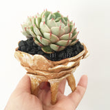 Collector's Succulent Plant Stoneware Pot