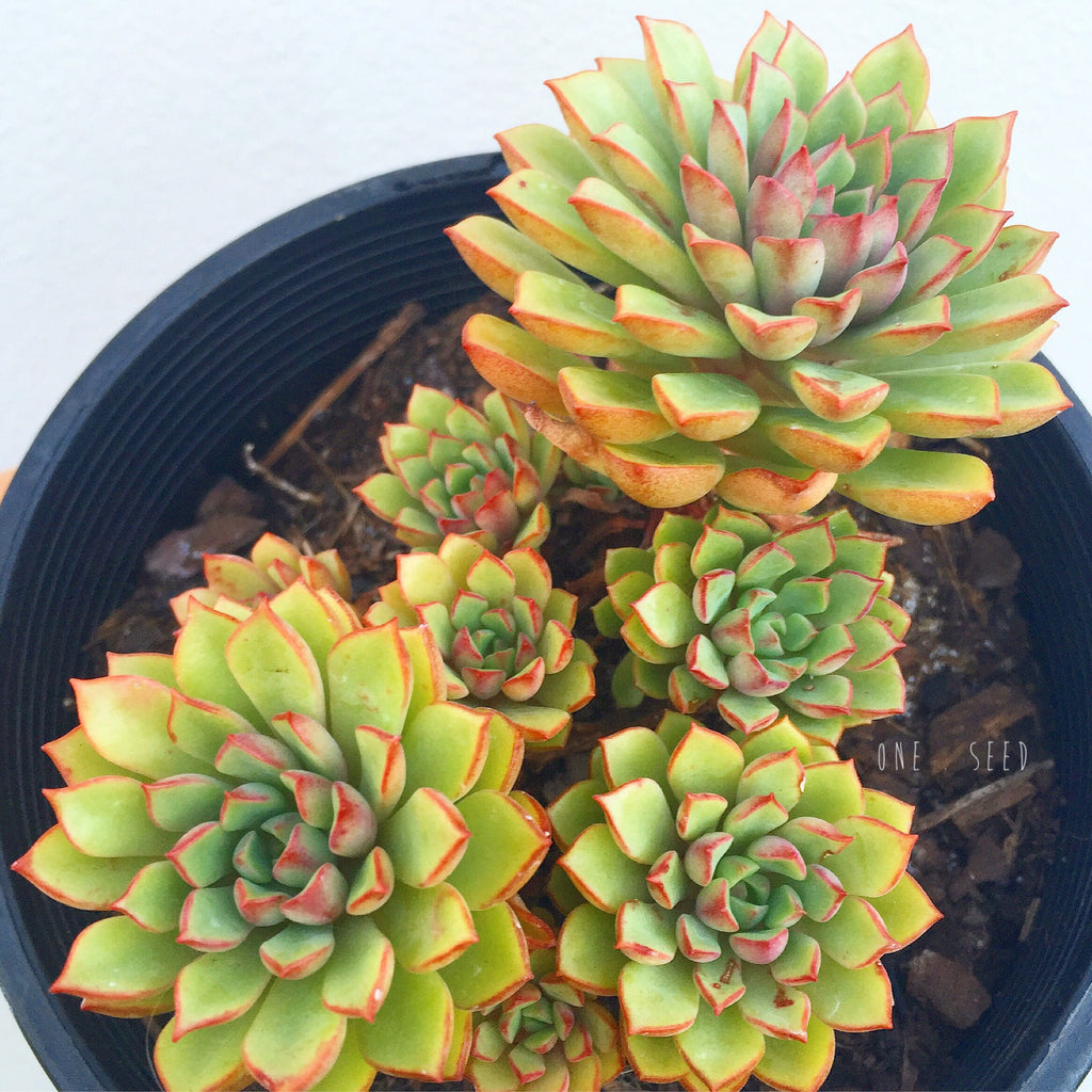Plant - Sedeveria Darley Dale