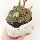 Collector's Succulent Plant Handmade Watercolour Pot