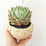 Collector's Succulent Plant Stoneware Pot