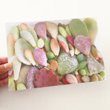 Succulent Print Amour