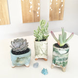 Collector's Succulent Plant Stoneware Pot