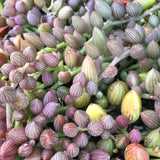 Plant - Senecio Herreanus