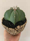 Collector's Succulent Plant Stoneware Pot