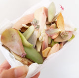 Assorted Succulent Leaves