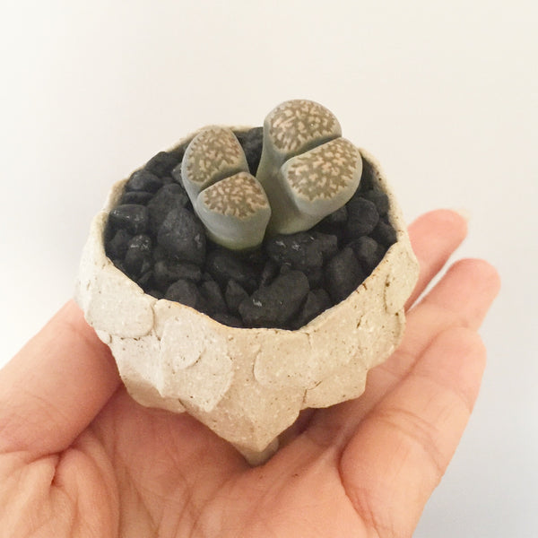 Collector's Succulent Plant Stoneware Pot