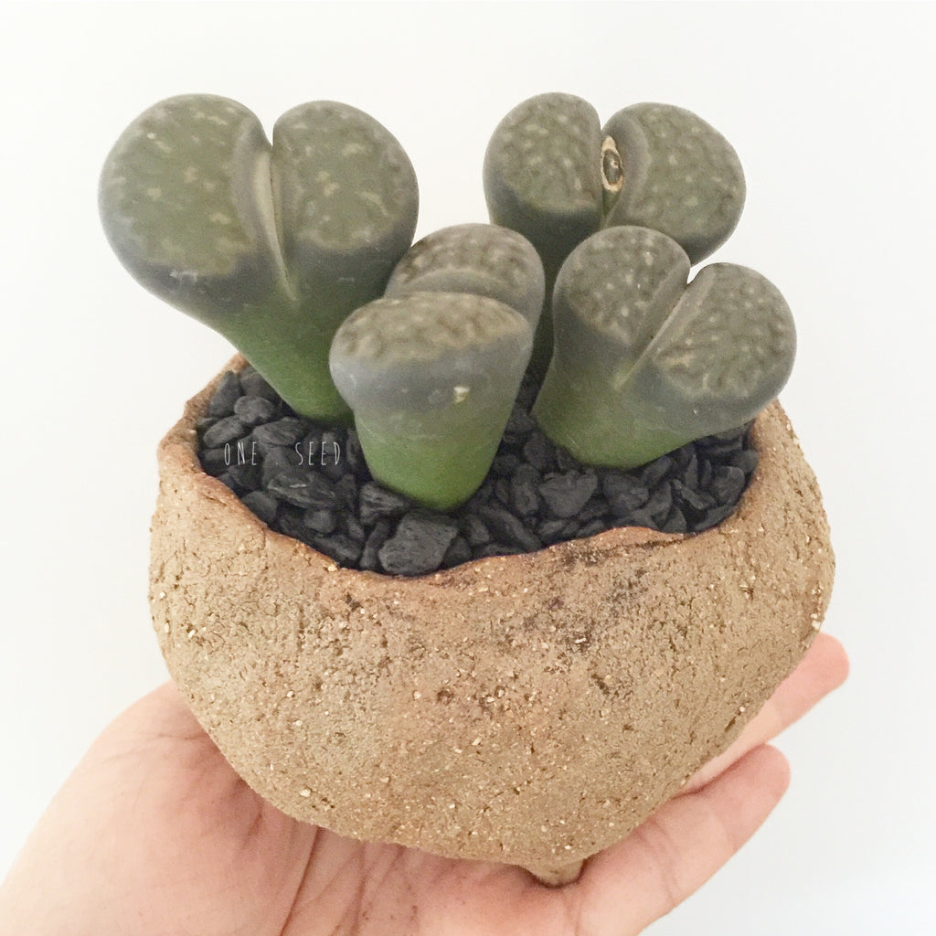 Collector's Succulent Plant Stoneware Pot