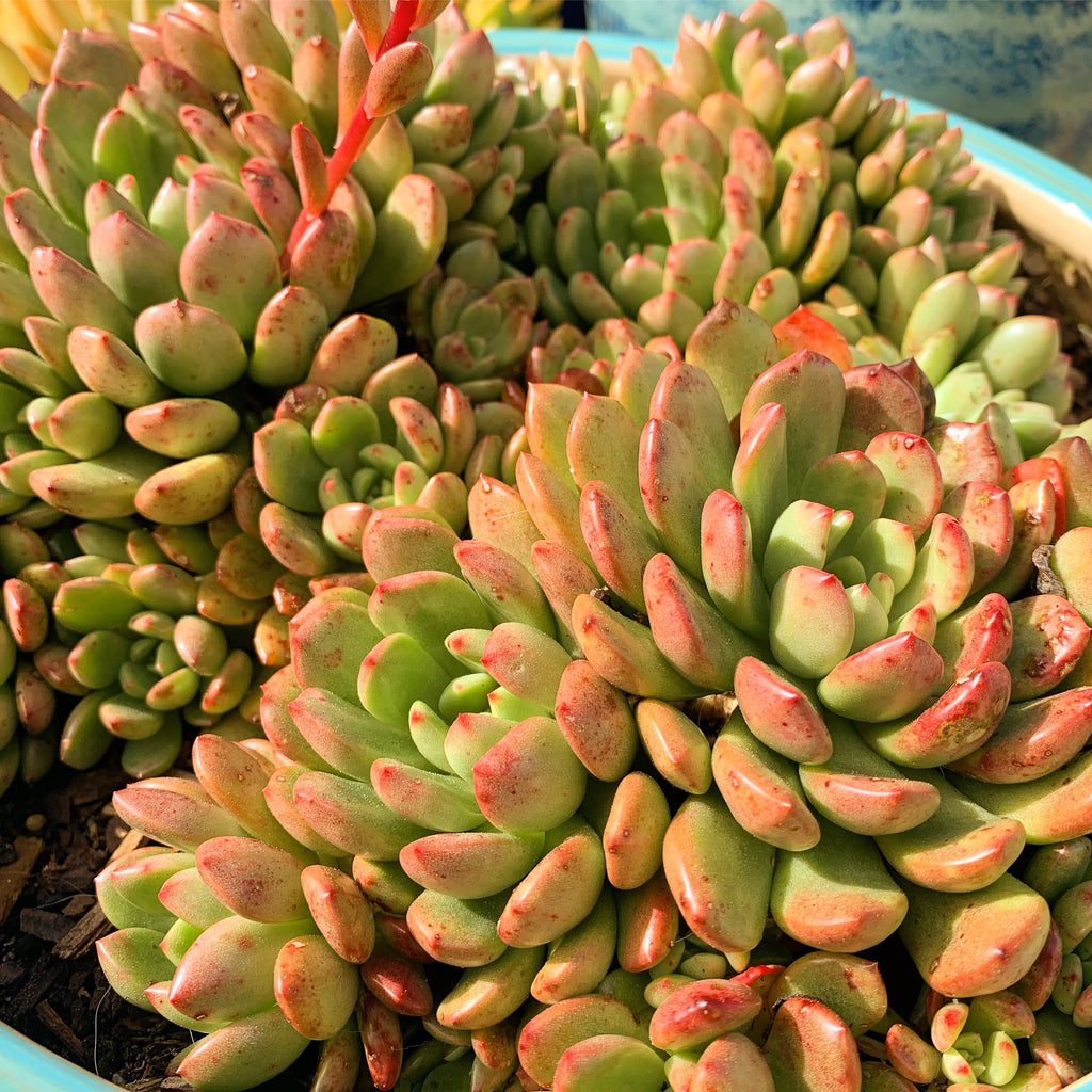 Plant - Sedveria Pink Ruby