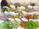 Assorted Succulent Cuttings (Rosette) Gift Box - Soul Made Boutique