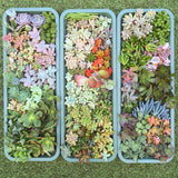 Assorted Succulent Cuttings (Miniatures) with Pots - Soul Made Boutique