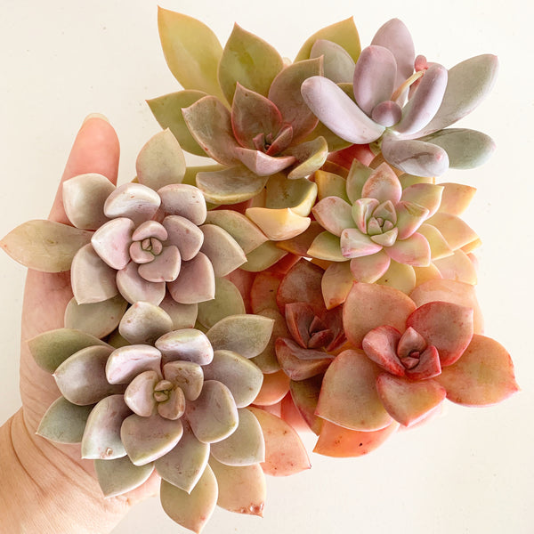 Assorted Succulent Cuttings (Pink, Purple, Peach)