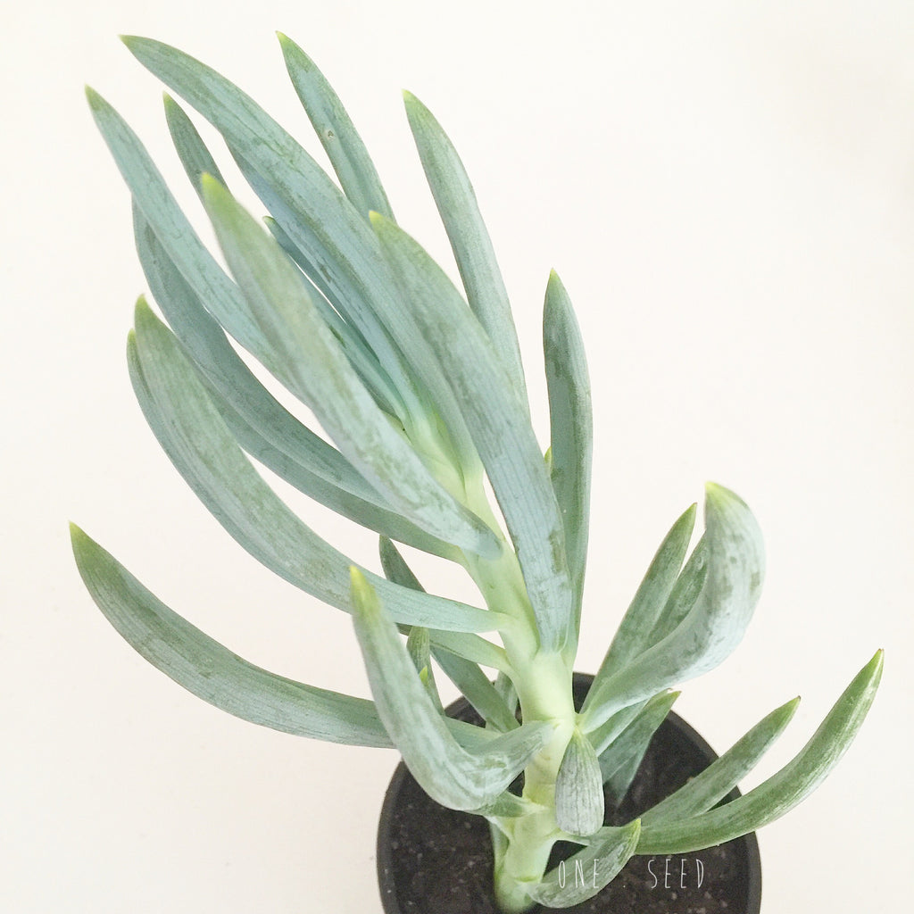 Plant - Senecio Mandraliscae