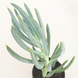 Plant - Senecio Mandraliscae