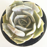 Plant - Echeveria Lilacina