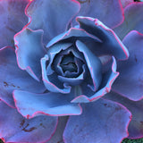Plant - Echeveria After Glow