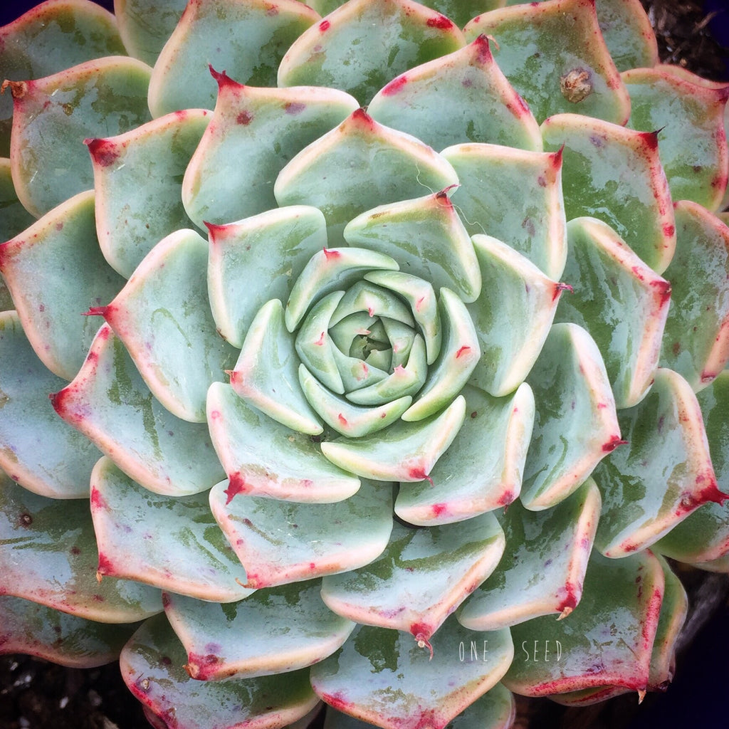 Plant - Echeveria Halbingeri