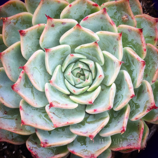 Plant - Echeveria Halbingeri