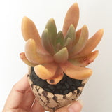 Collector's Succulent Plant Stoneware Pot