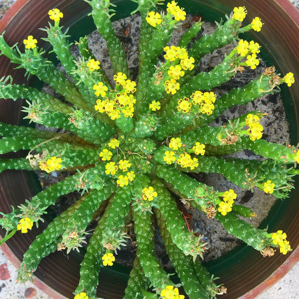 Plant - Medusa Head