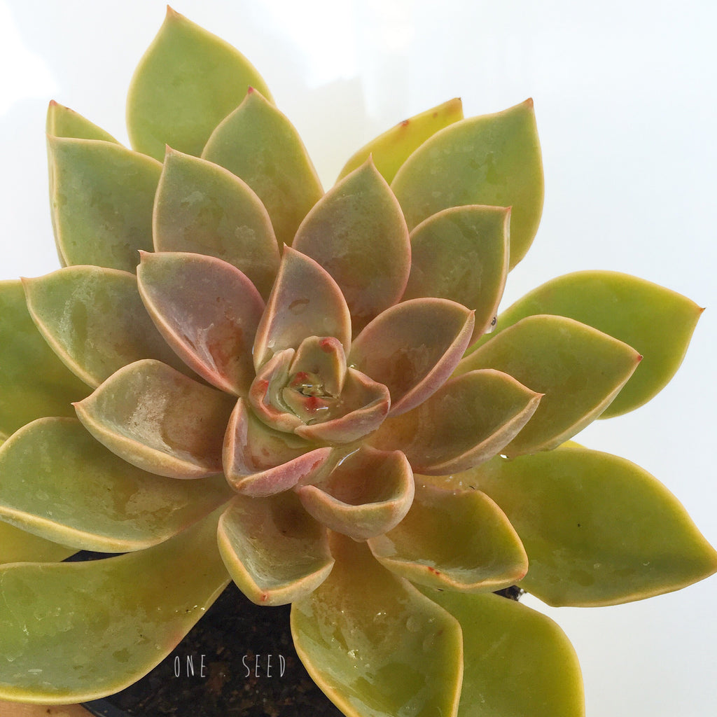 Plant - Graptoveria Jules