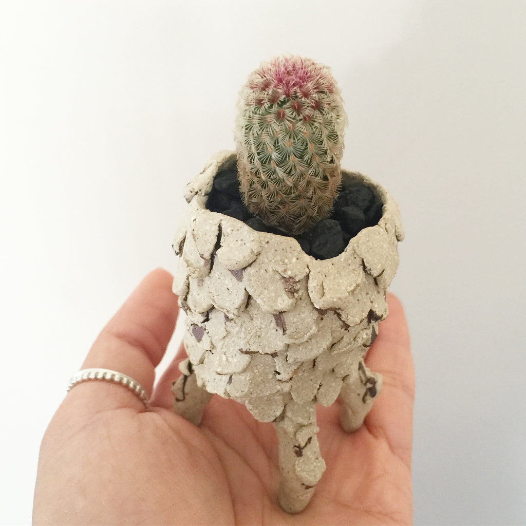 Collector's Succulent Plant Stoneware Pot