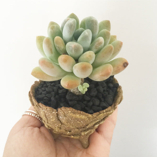 Collector's Succulent Plant Stoneware Pot