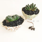 Collector's Succulent Plant Stoneware Pot