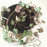 Plant - Ceropegia Woodii (Chain of Hearts)