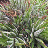 Plant - Haworthia Attenuata