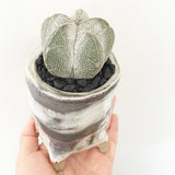 Collector's Succulent Plant Handmade Watercolour Pot
