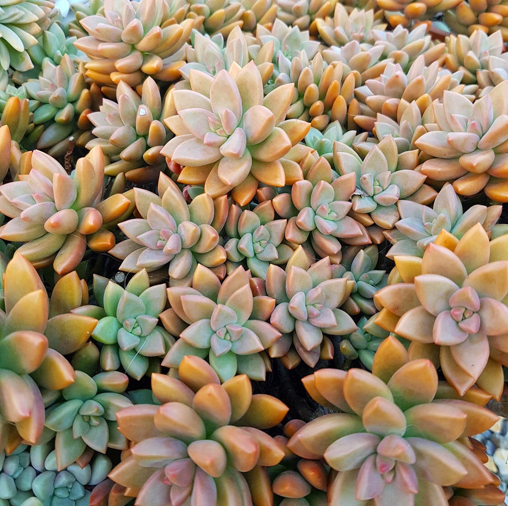 Plant - Sedum Bronze Delight