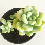 Plant - Sedum Clavatum