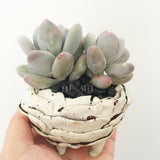 Collector's Succulent Plant Stoneware Pot