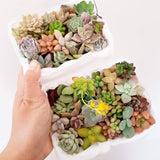 Assorted Succulent Cuttings (Miniatures)