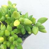 Plant - Unknown