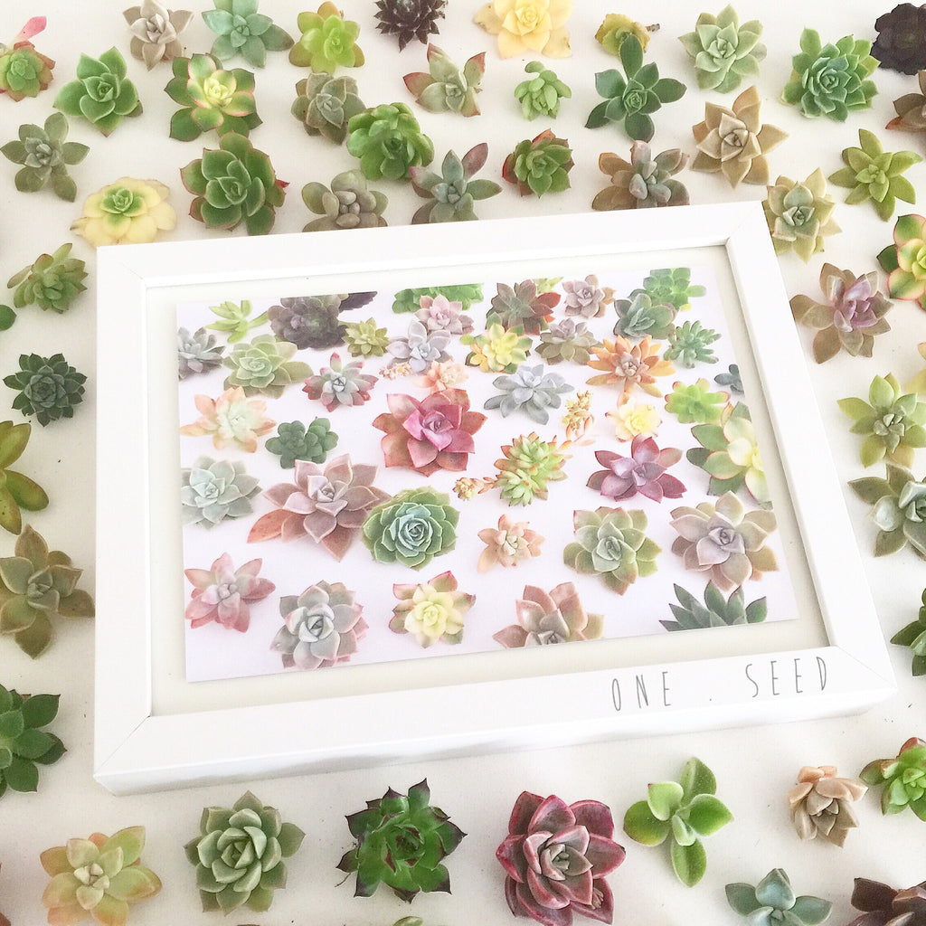 Succulent Print Envy