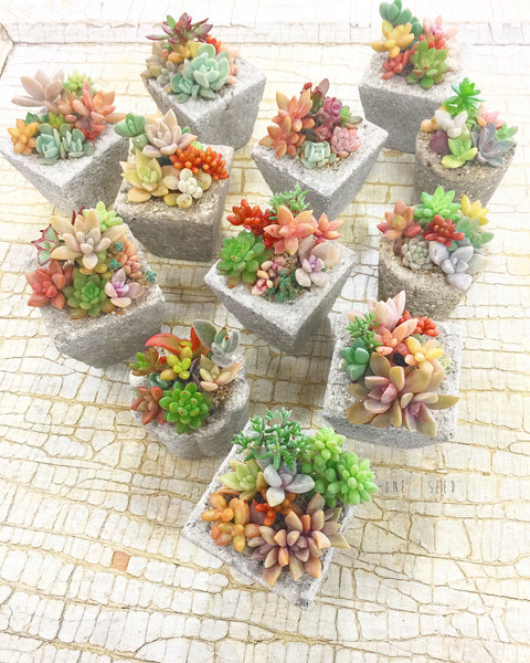 succulent in tagalog Assorted Succulent Garden Mini – Soul Made Boutique