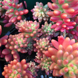 Plant - Sedum Rubrotinctum Aurora (Pink Jelly Beans)