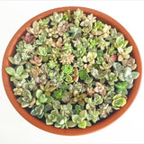 Assorted Succulent Leaves - Soul Made Boutique