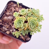 Plant - Sedum Unknown
