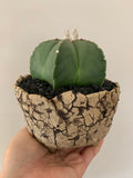 Collector's Succulent Plant Stoneware Pot