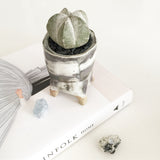 Collector's Succulent Plant Handmade Watercolour Pot