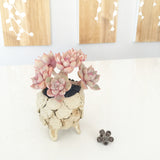 Collector's Succulent Plant Stoneware Pot